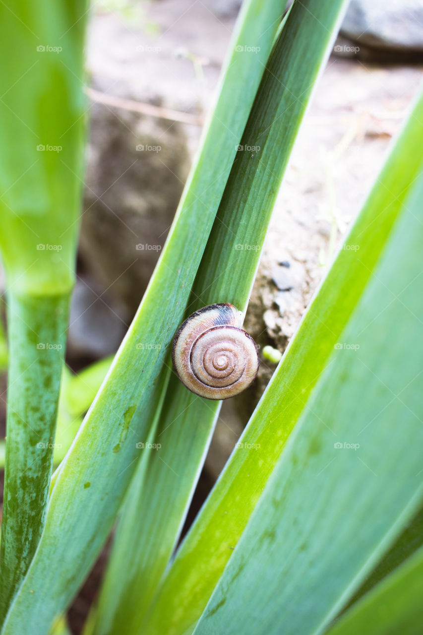 snail and green plant