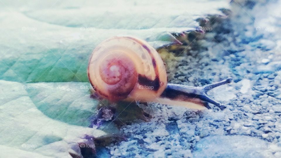 snail