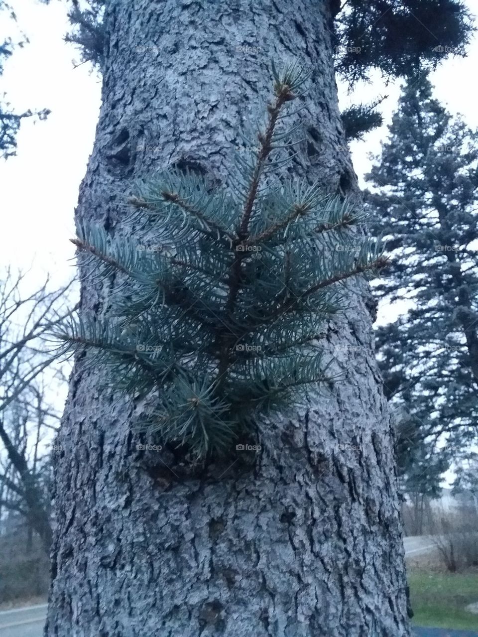 Majestic Pine Tree