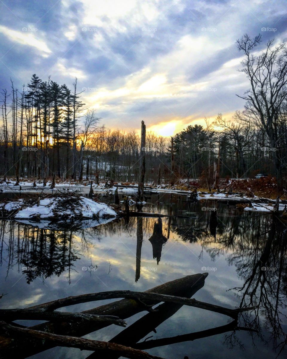 Beaver pond