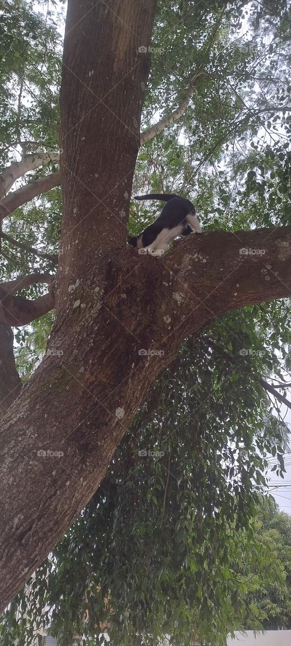 cat in the tree