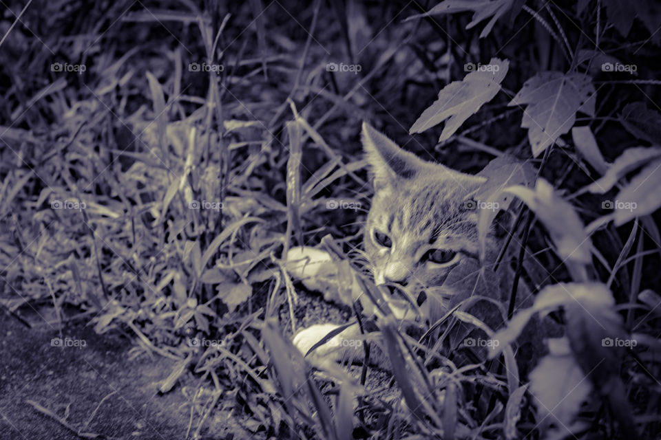 lazy day in the bushes