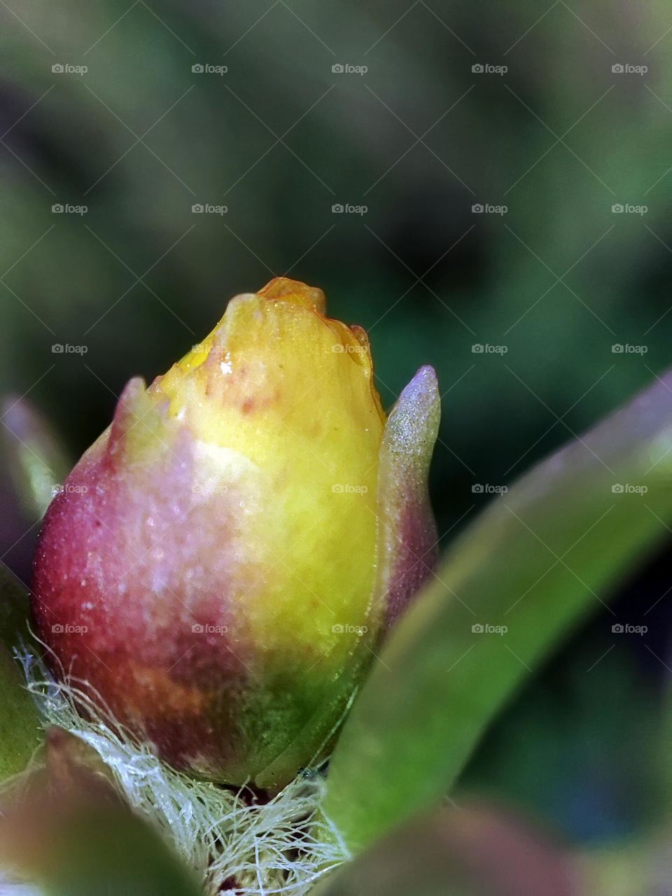 Macro photo of a flower growing in the garden