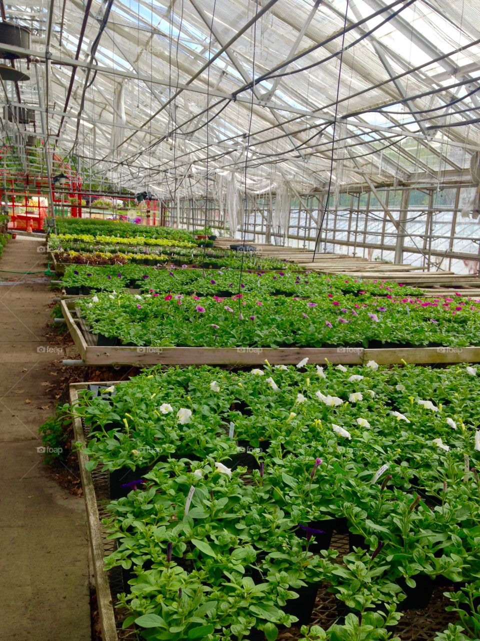 Greenhouse, Conservatory, Agriculture, Garden, Leaf