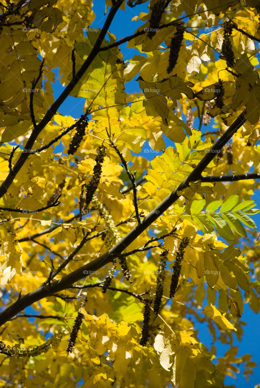 tree sunny leaf fall by jbdc