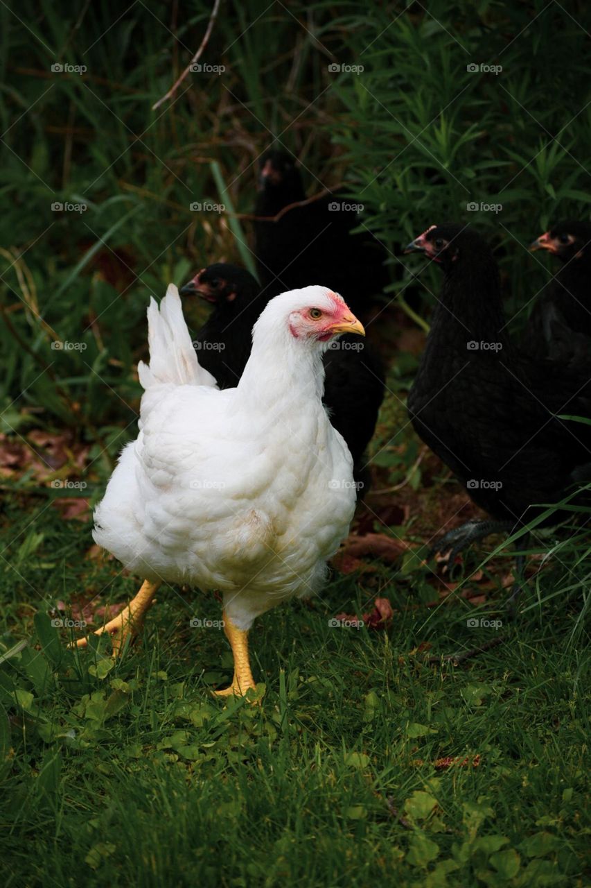 Part of our move to sustainable living is to have and produce our own food. We take care care of chickens for daily supply of eggs!