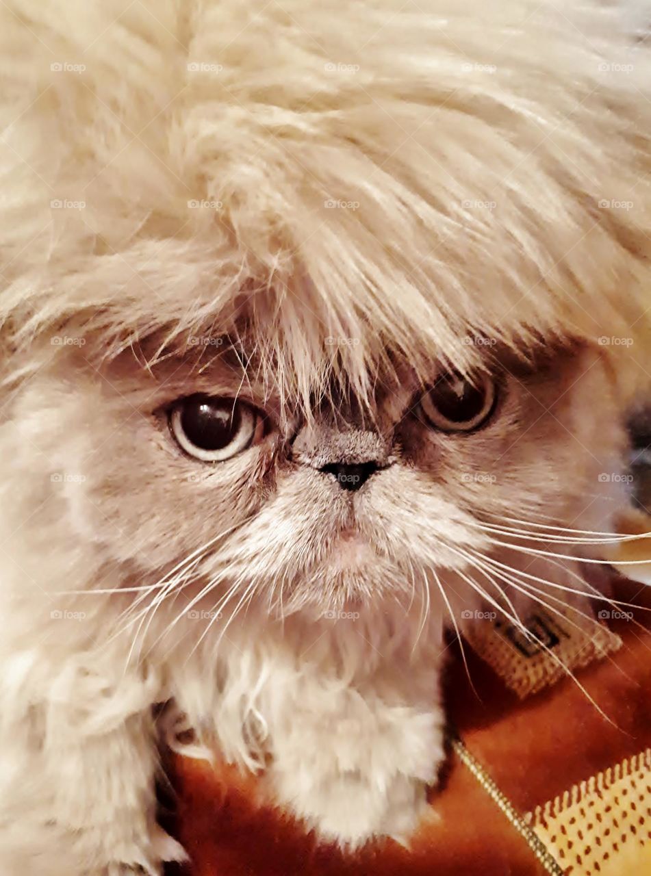 Persian cat