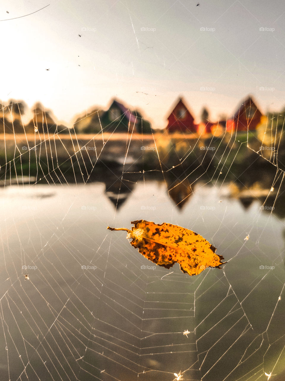 fall leaf in a spider web