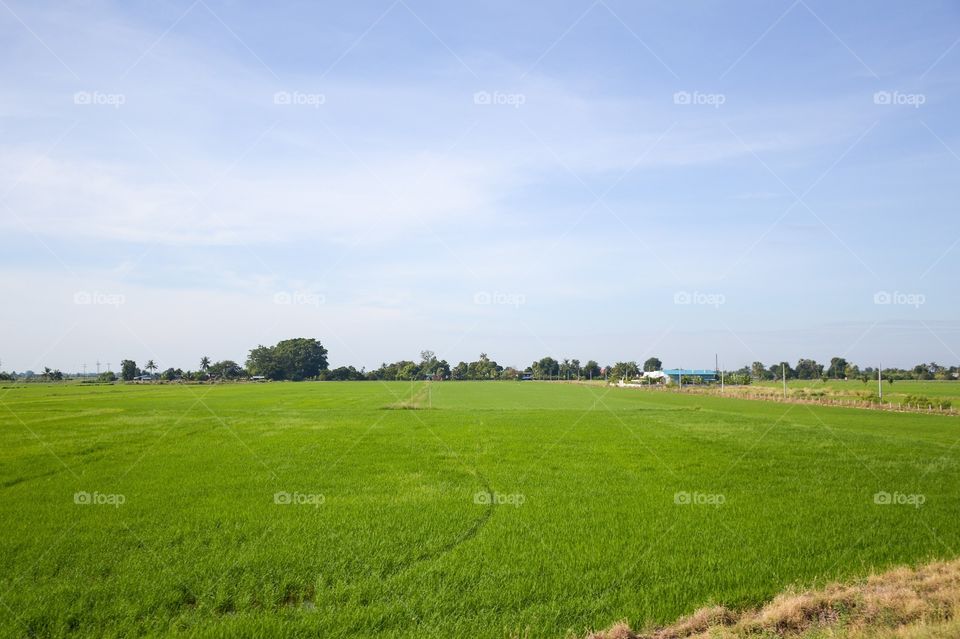 Rice field in country thailand