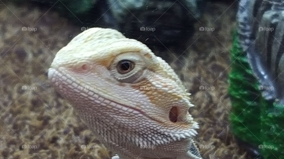 up close lizard