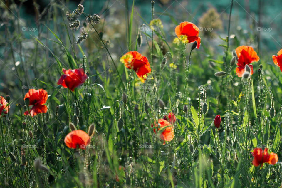 Poppies in the field