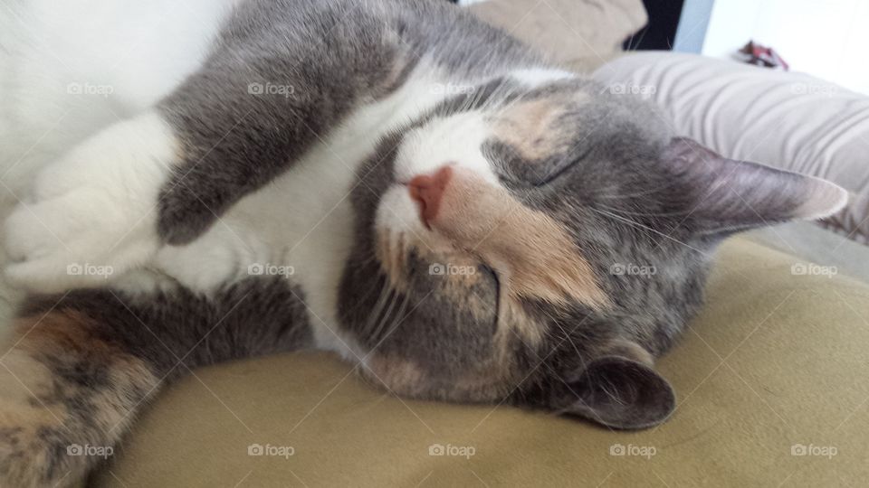 Gray calico sleeping