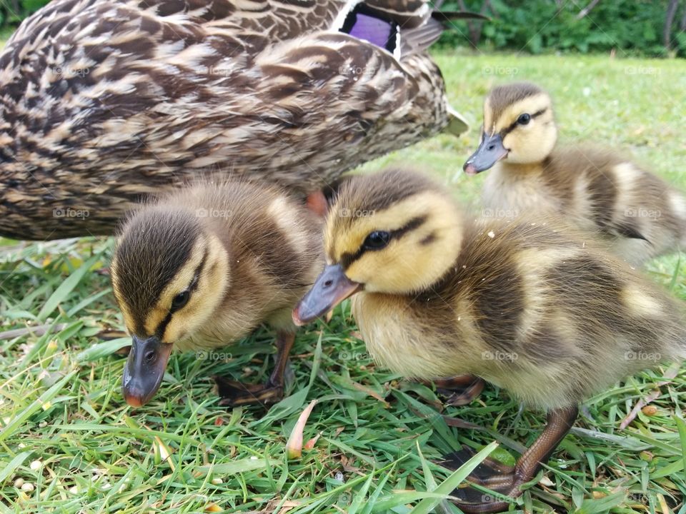 Ducklings eating with mama. ducklings eating with there mother