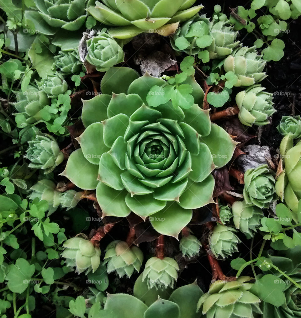 succulents