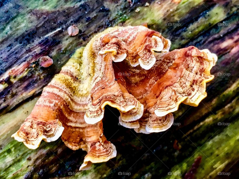 Scalloped Fungus