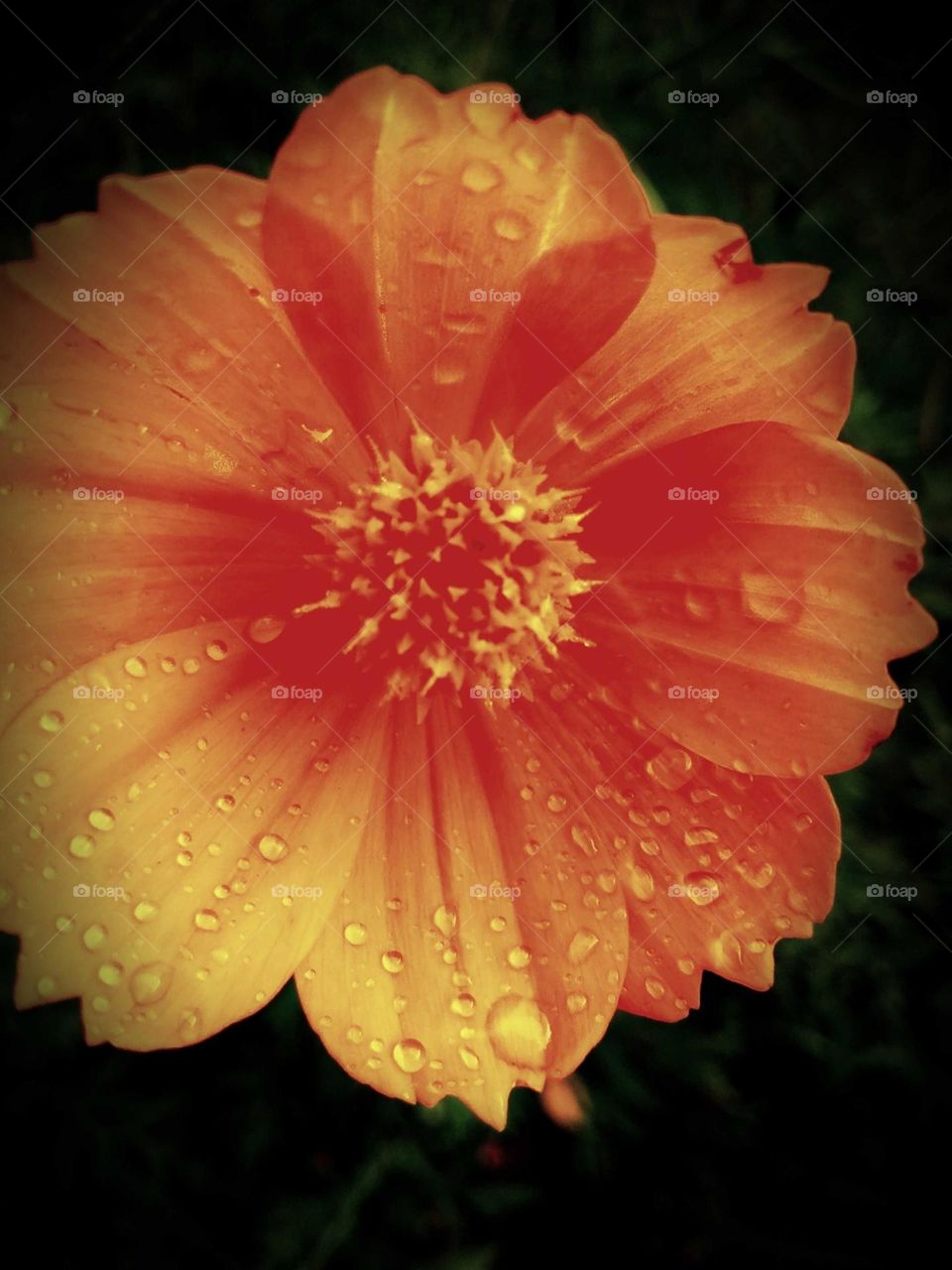 sulfur cosmos flower in water drops