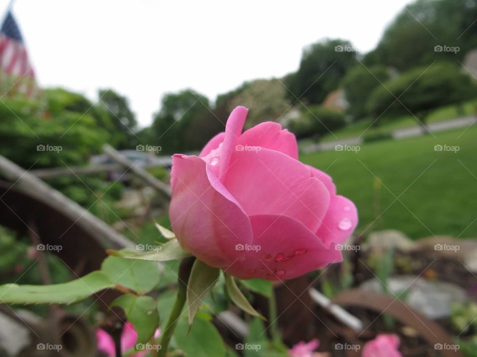 Pink rose