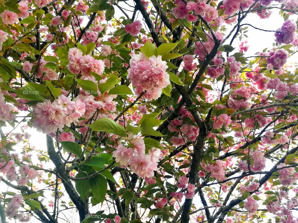 Roses