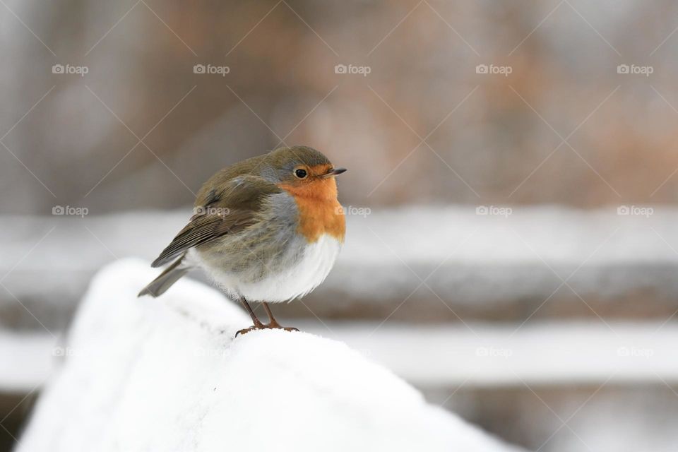 Photo of a bird in winter