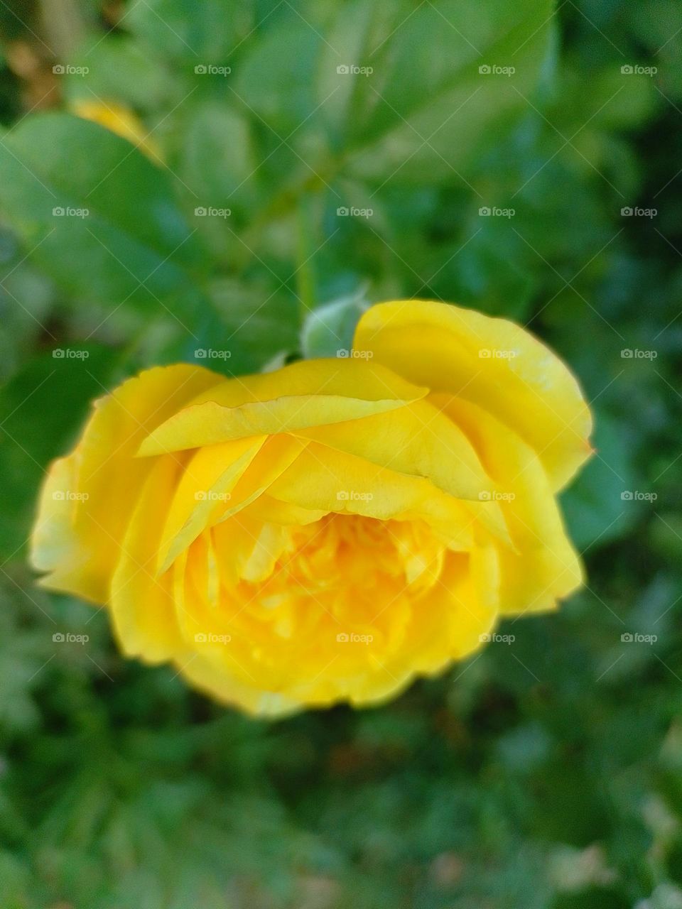 yellow rose