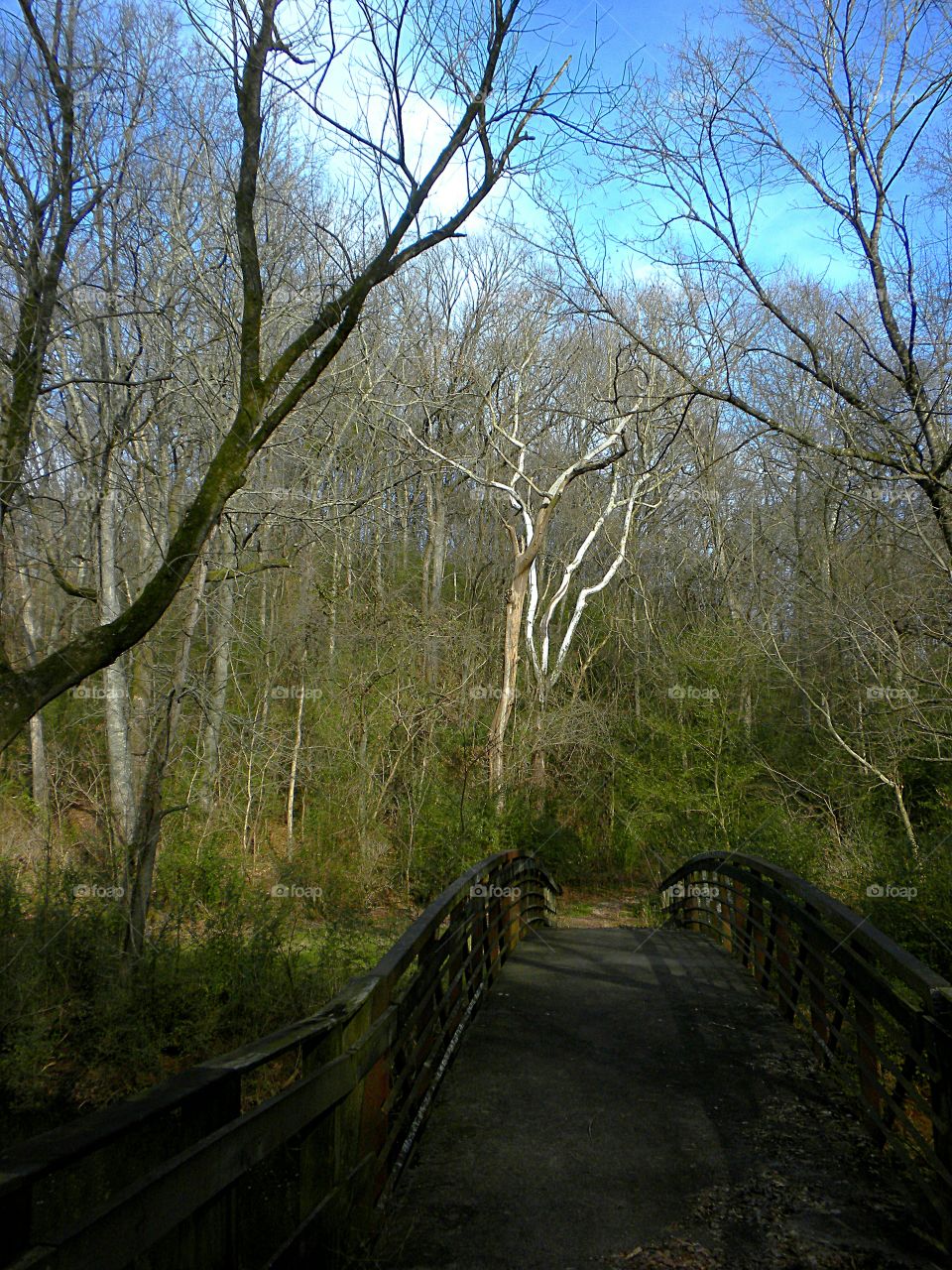 forest bridge