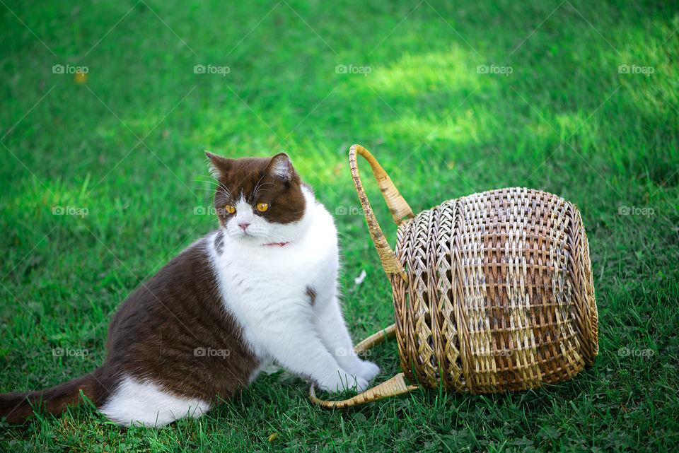 British shorthair cat