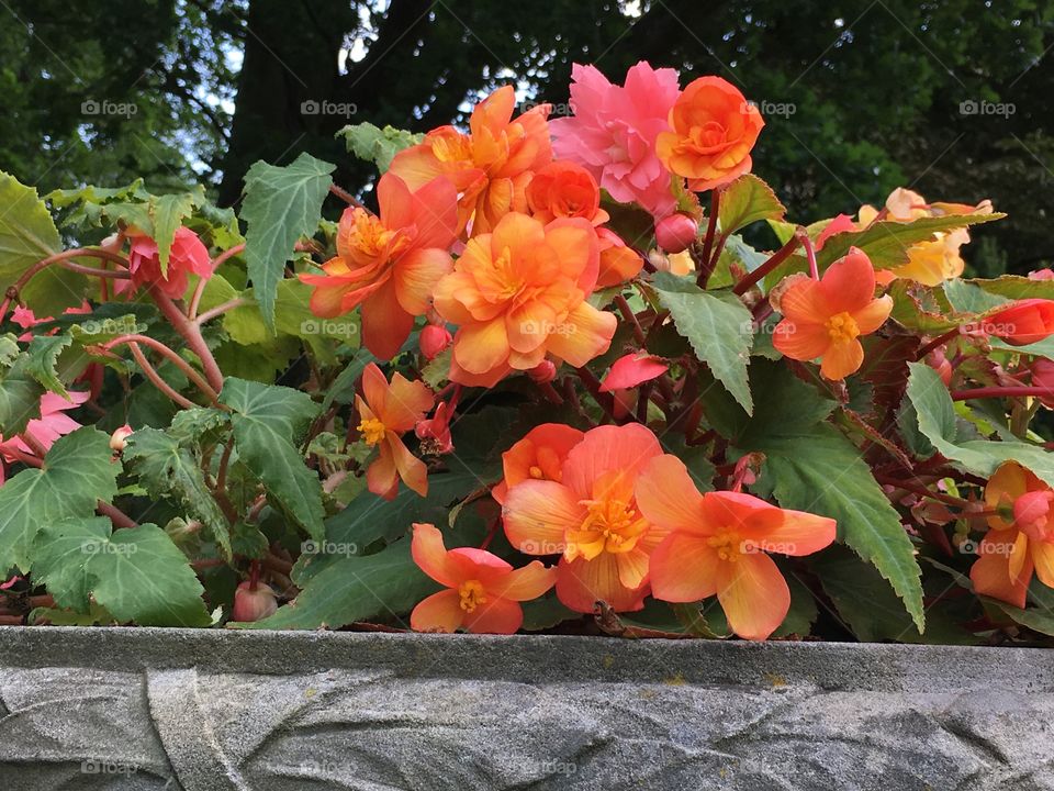 Orange flowers