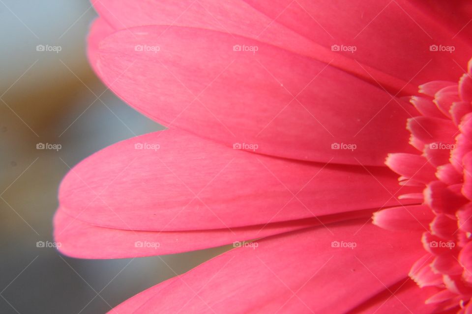 Pink petals 