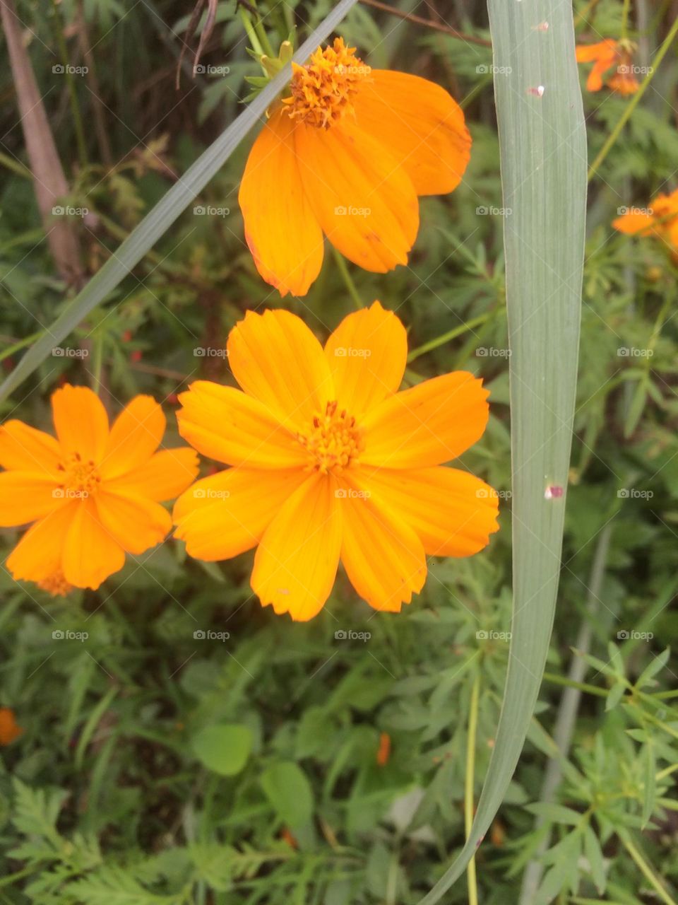Yellow-Orange Blooms 