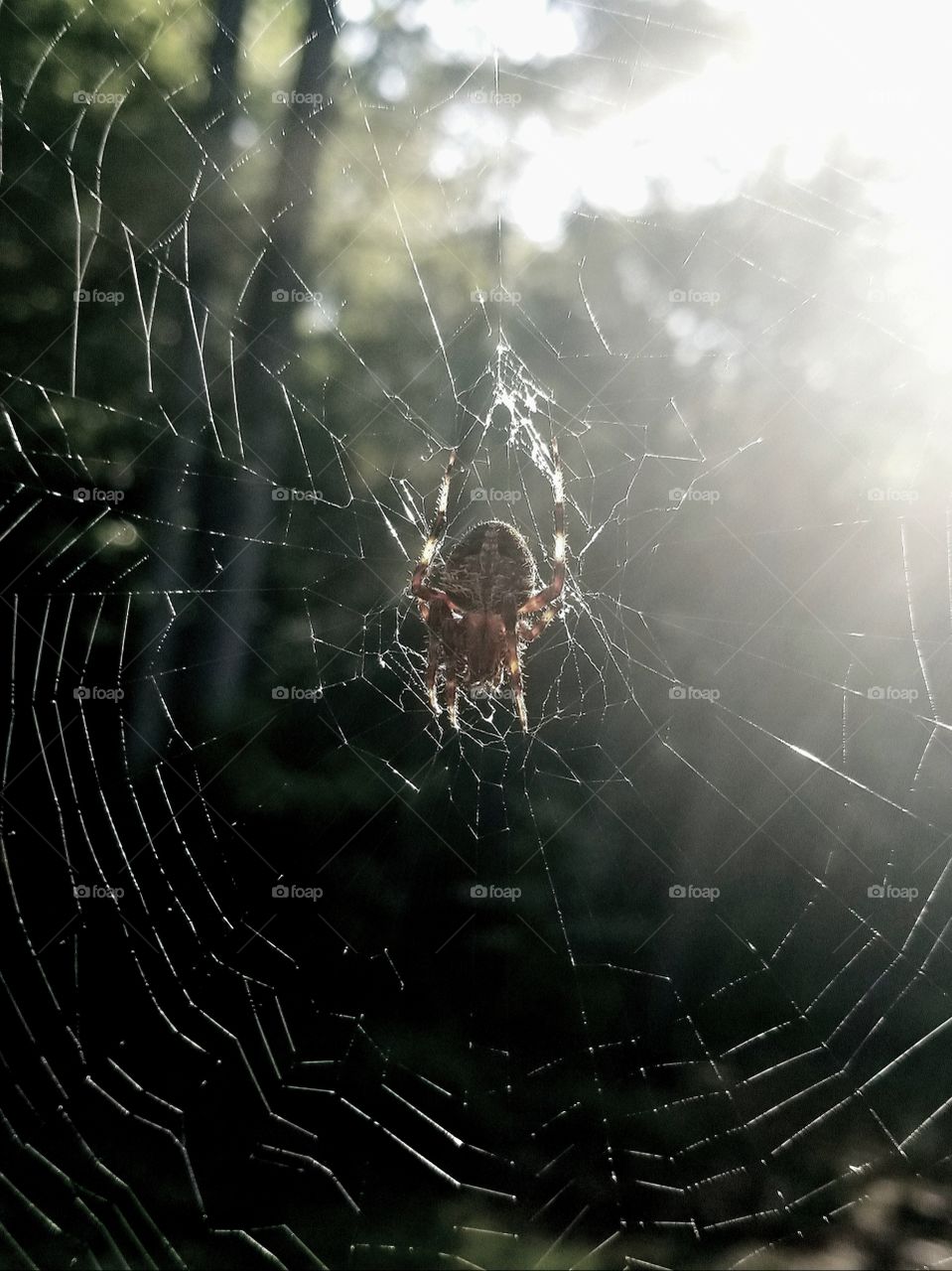 Marbled Orb Weaver Spider Web