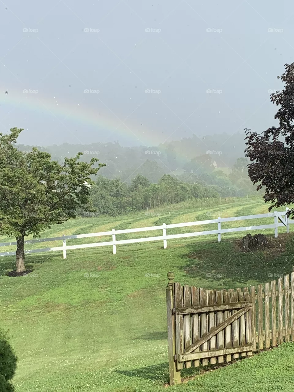 Rainbow 