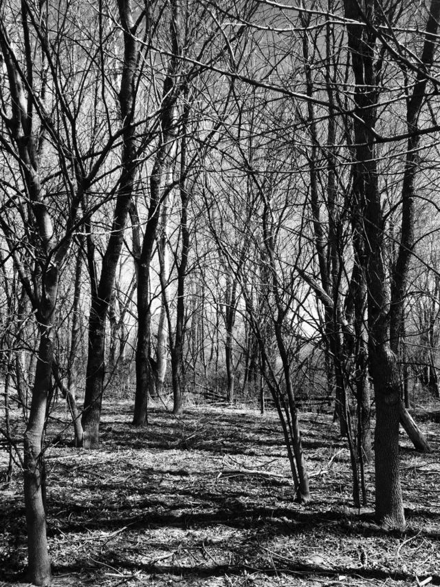 Trees in forest