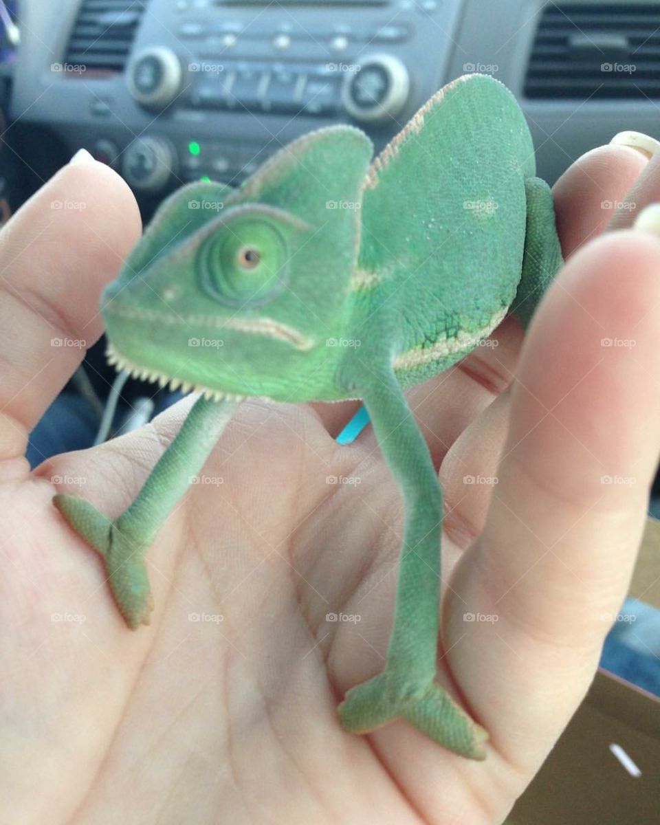 Holding my chameleon 