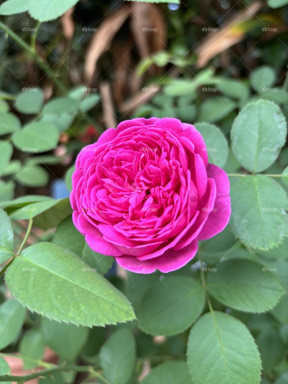 Beautiful Rose Image 