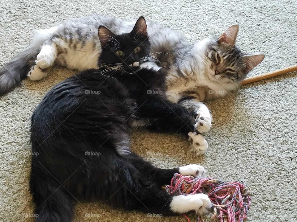 Fluffy Kittens: Casey and Corey