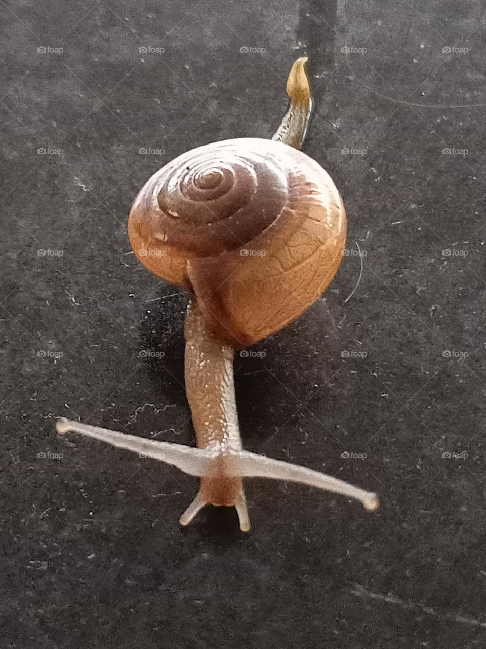 snail