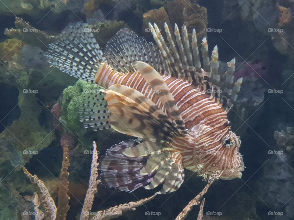 Side view of a Lionfish