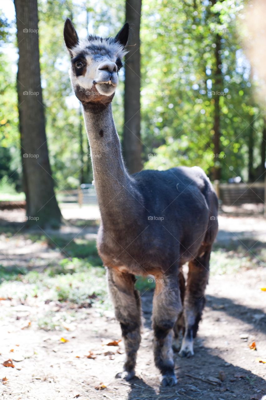 Close-up of alpaca in forest