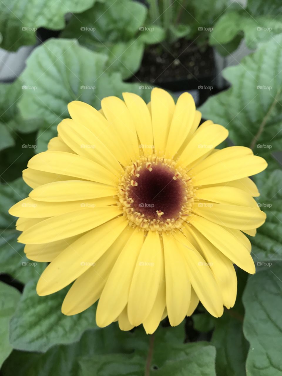 Yellow Gerber Daisy