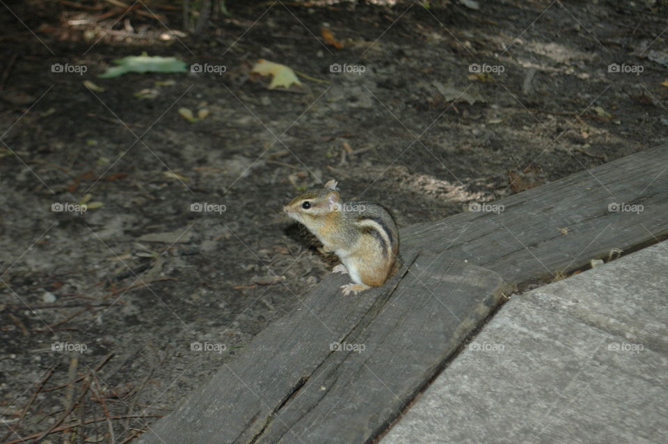 Chipmunk