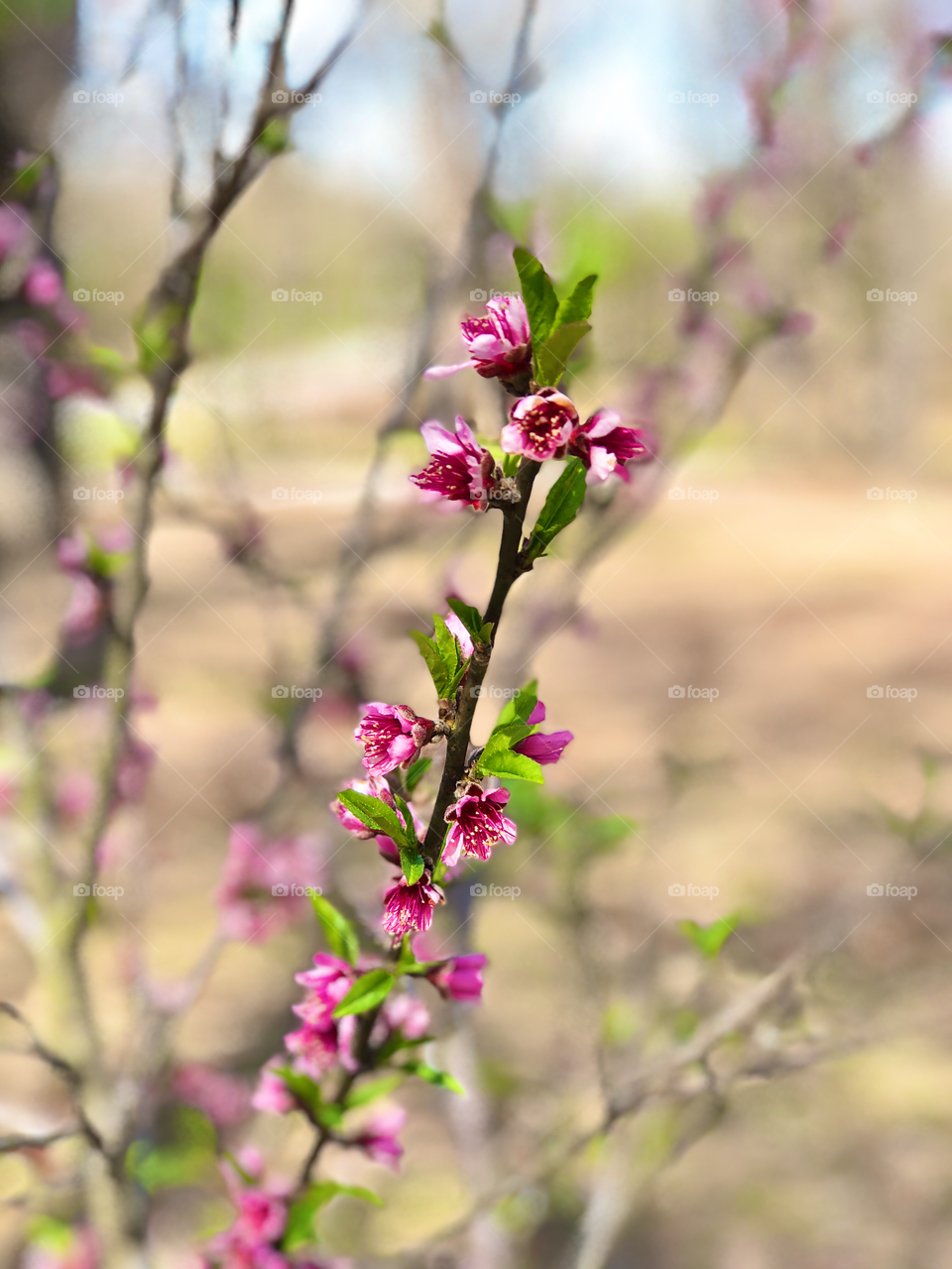 Peach tree blooms.