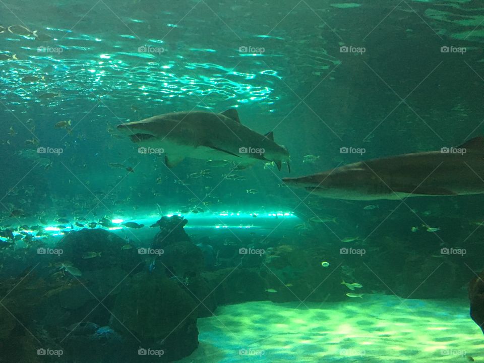Sharks underwater swimming 