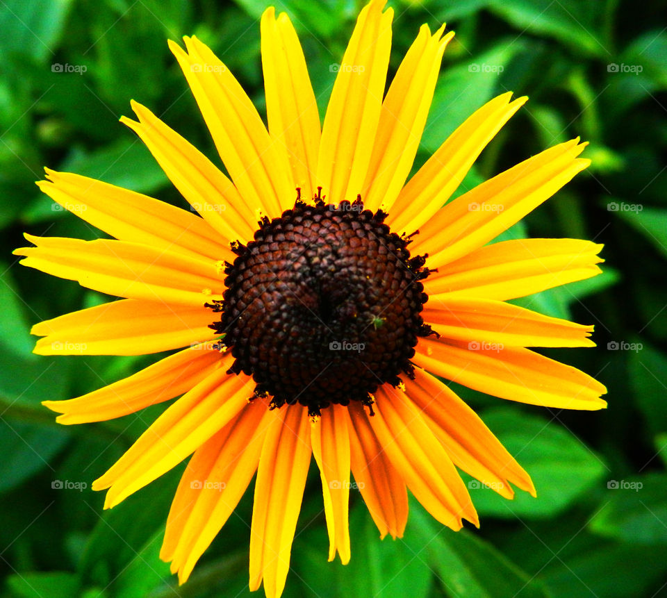 Yellow flower