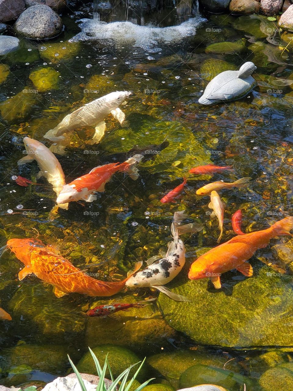 Koi Fish