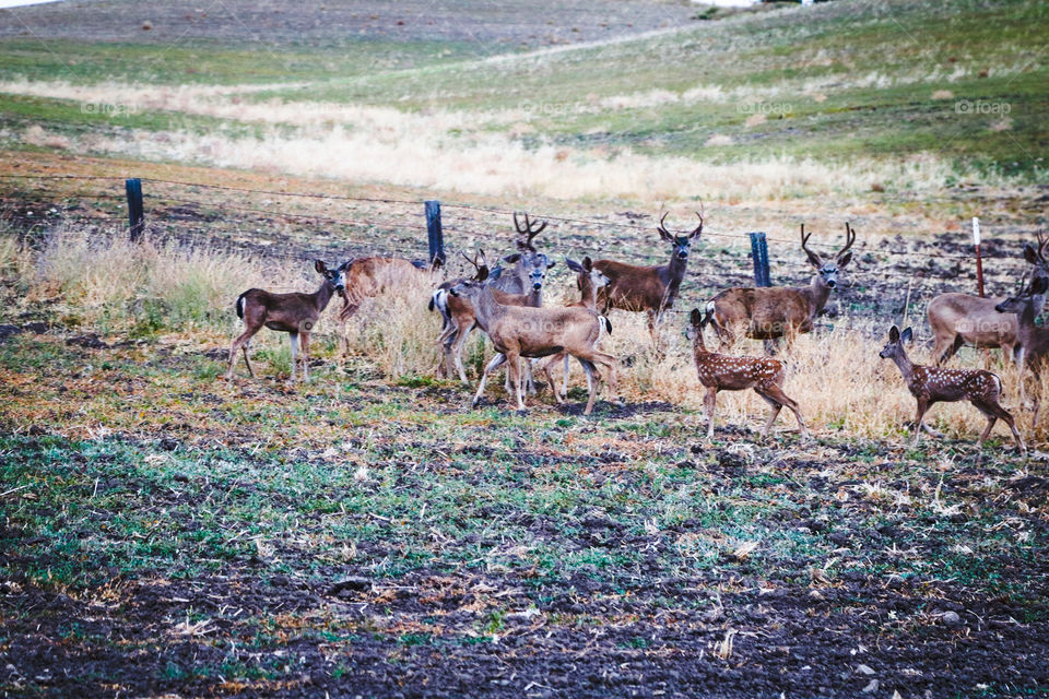 Central California deer