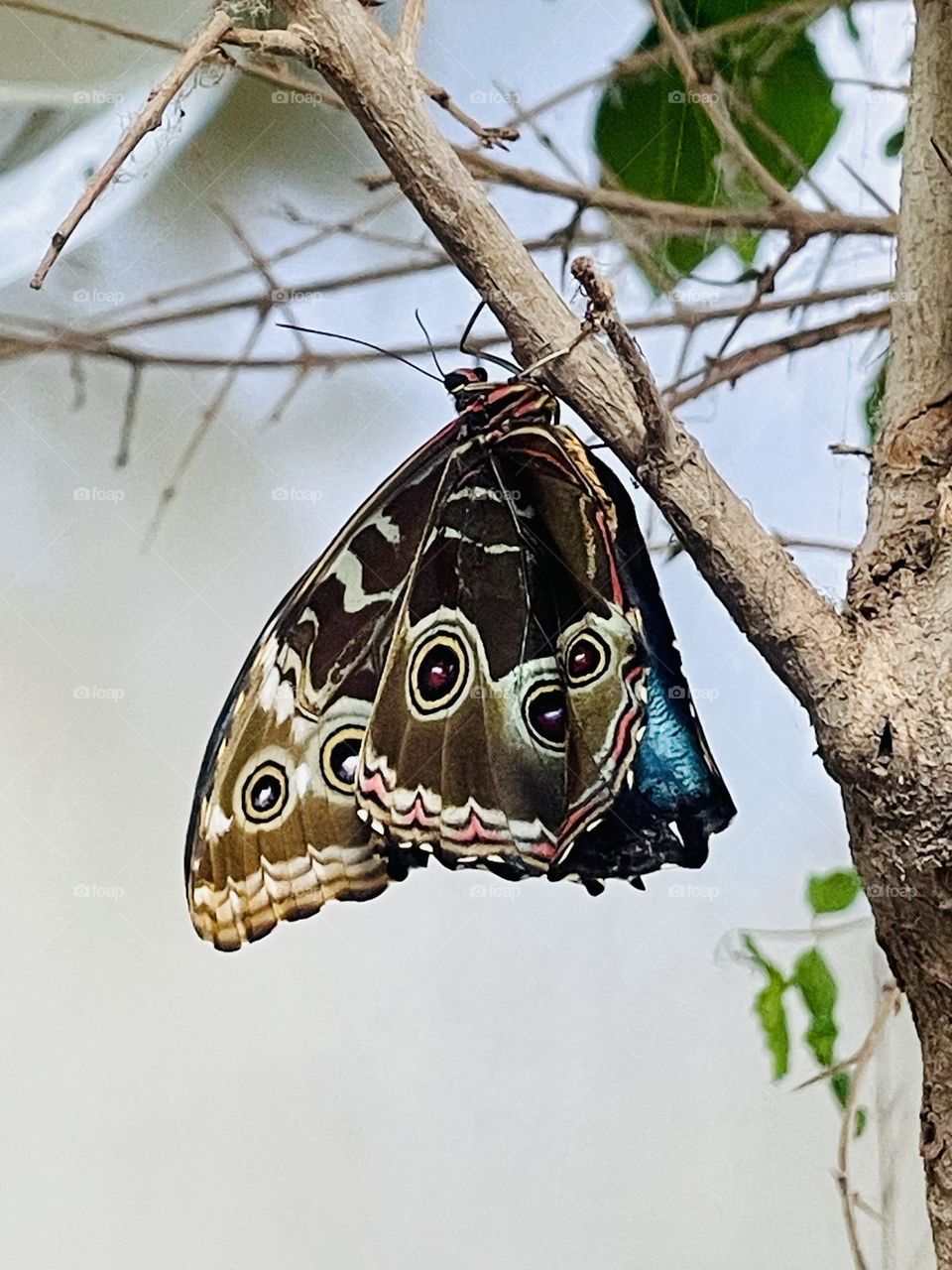 Butterflies, Borboletas