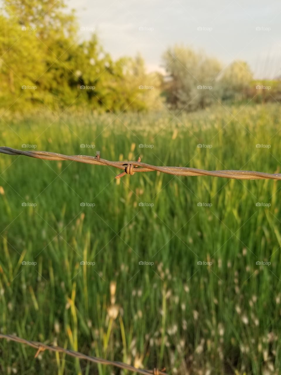 Barbed Wire and Grass