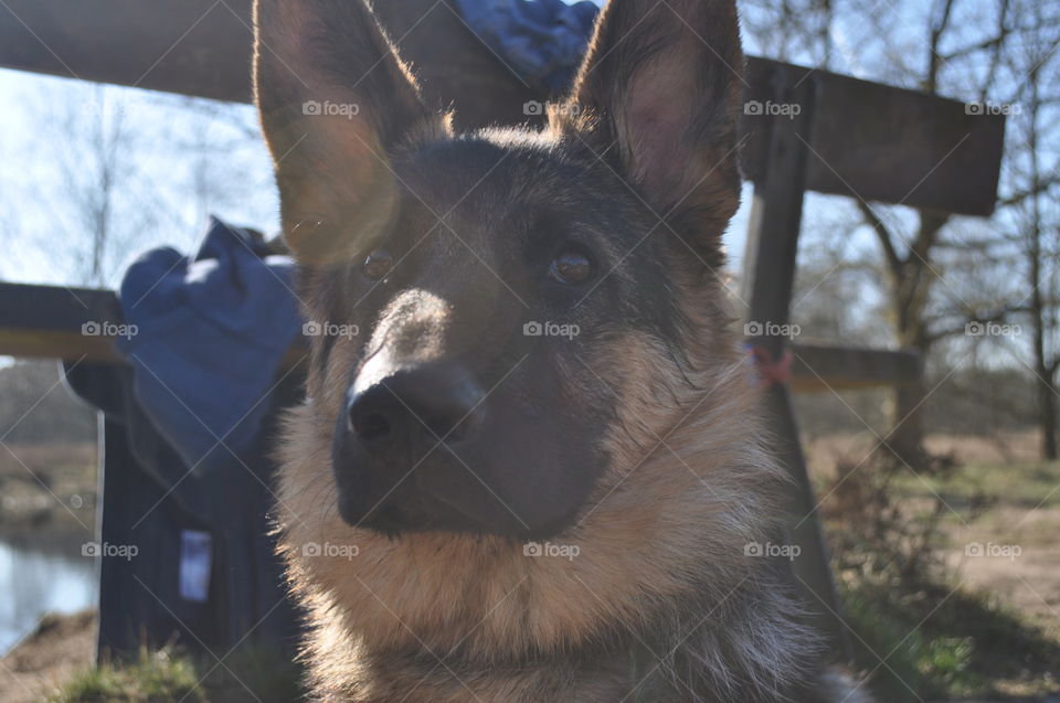 German Shepherd