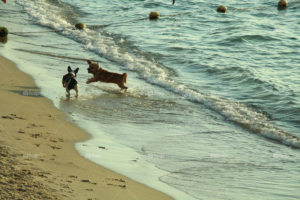 dogs playing in the beach. two dogs playing in the beach of tel aviv