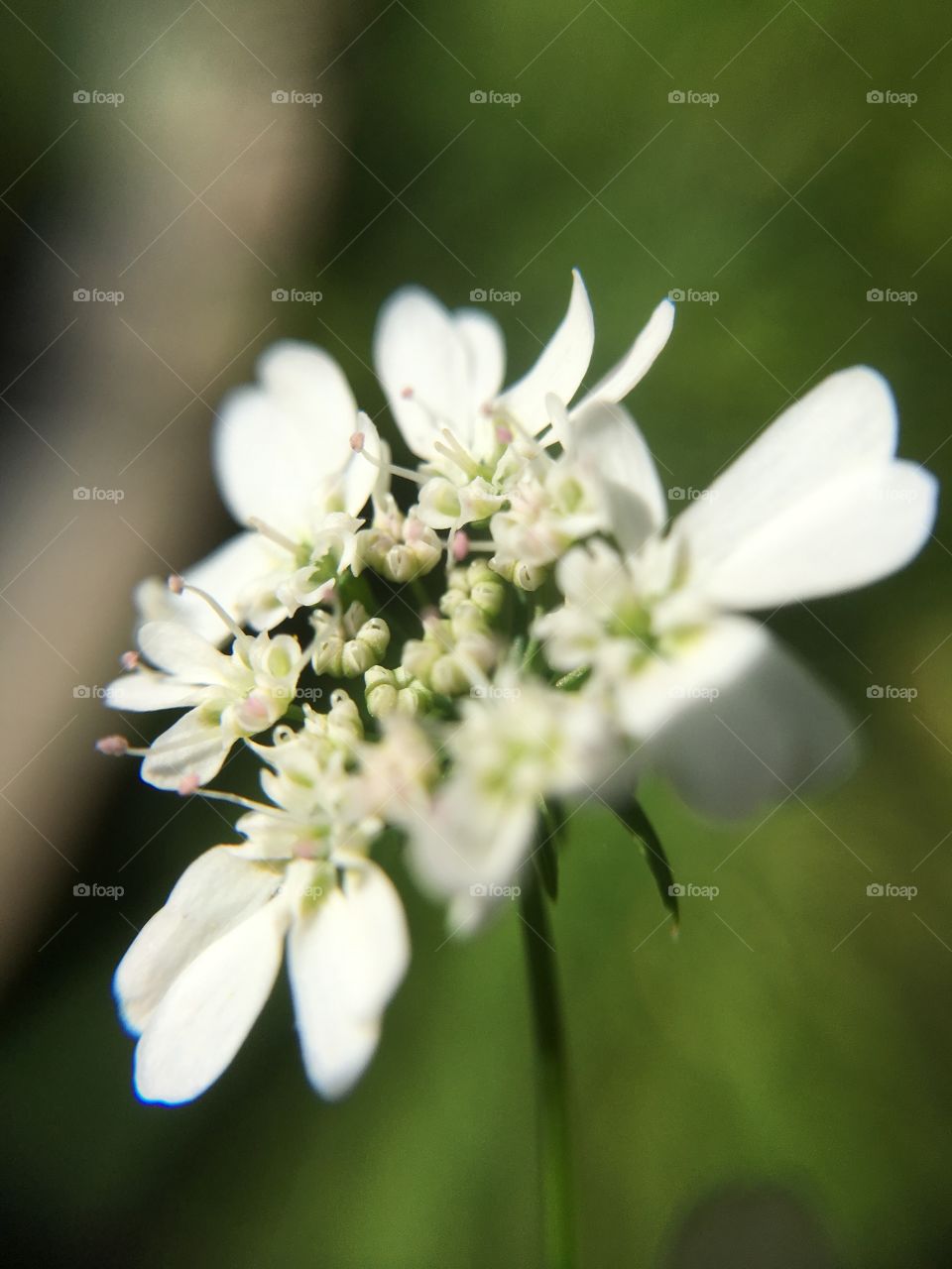 Cilantro blossom